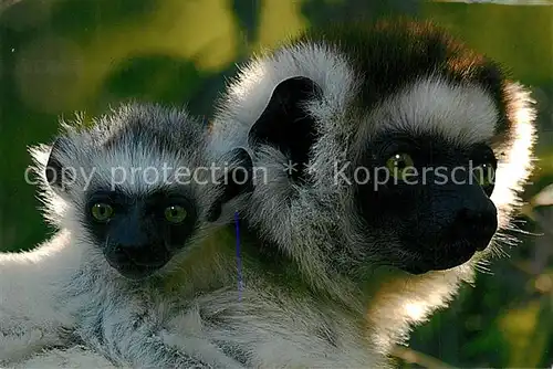 AK / Ansichtskarte Tiere Sifaka Madagaskar  Tiere