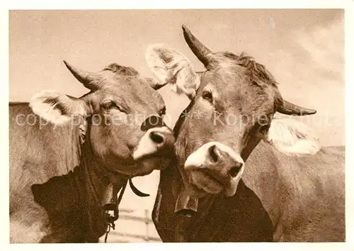 AK / Ansichtskarte Kuehe Blaukreuzjugendwerk  Kuehe