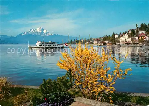 AK / Ansichtskarte Motorschiffe Weggis Pilatus  Motorschiffe