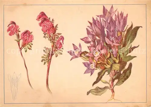 AK / Ansichtskarte Blumen Laeusekraut Bueschelenzian  Blumen