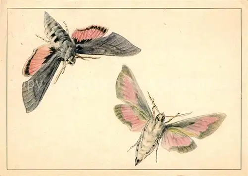 AK / Ansichtskarte Schmetterlinge Fledermausfalter Zeichnung Pia Roshardt  Schmetterlinge