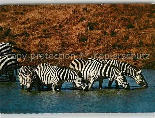 AK / Ansichtskarte Zebra Afrika Zebra