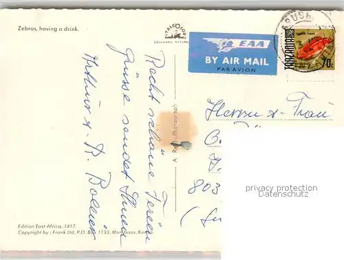 AK / Ansichtskarte Zebra Afrika Zebra