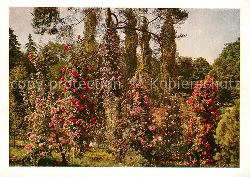 AK / Ansichtskarte Sangerhausen_Suedharz Rosarium Kletterrosenpyramiden Sangerhausen Suedharz
