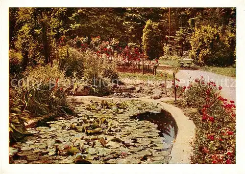 AK / Ansichtskarte Sangerhausen_Suedharz Rosarium Seerosenteich Sangerhausen Suedharz