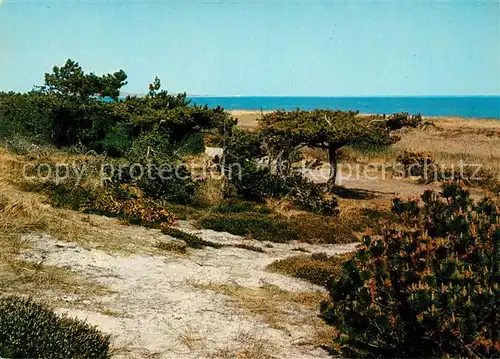 AK / Ansichtskarte Kampen_Sylt Landschaft bei der Vogelkoje Nordseebad Kampen Sylt