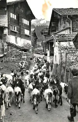 AK / Ansichtskarte Leukerbad Auszug der Ziegen Leukerbad