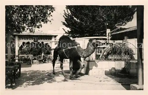 AK / Ansichtskarte La_Marsa Cafe du Saf Kamel La_Marsa