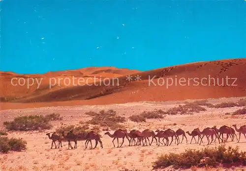 AK / Ansichtskarte Infini_Marokko Camele Caravanne Infini Marokko