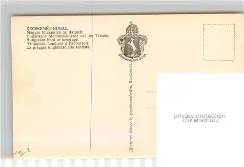 AK / Ansichtskarte Kecskemet Bugac Stammciehherde an der Traenke Kecskemet