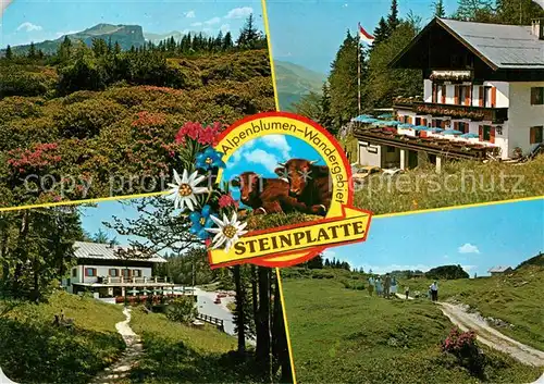 AK / Ansichtskarte Waidring_Tirol Alpengasthof Steinplatte Restaurant Cafe Almvieh Kuehe Alpenblumen Wandergebiet Waidring Tirol