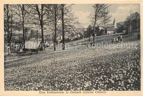 AK / Ansichtskarte Drebach Krokuswiese Natur Blumen Drebach