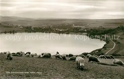 AK / Ansichtskarte Schalkenmehren Schalkenmehrener Moor Landschaftspanorama Schafherde Schalkenmehren