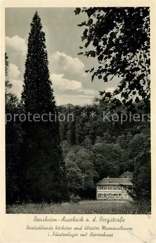 AK / Ansichtskarte Auerbach_Bergstrasse Deutschlands hoechster und aeltester Mammutbaum Fuerstanlagen Herrenhaus Auerbach_Bergstrasse