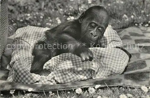 AK / Ansichtskarte Affen Gorilla Goma Zoo Basel  