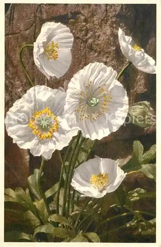 AK / Ansichtskarte Blumen Alpenmohn Papaver Alpinum  