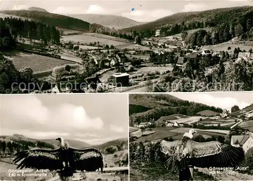 AK / Ansichtskarte Berlebeck Panorama Gaensegeier Anka und Ajax mit Hangstein Berlebeck