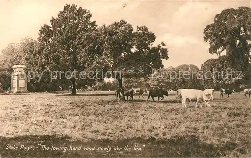 AK / Ansichtskarte Stoke_Poges Cow herd 