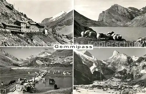 AK / Ansichtskarte Gemmipass_Wallis Berghotel Gasthof Schafe Bergsee Alpenpanorama Gemmipass Wallis