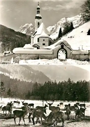 AK / Ansichtskarte Hintersee_Berchtesgaden Hirschfuetterung in der Ramsau im Hintergrund Reiteralpe Hintersee Berchtesgaden