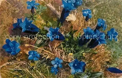 AK / Ansichtskarte Blumen Kochscher Enzian Gentiana Acaulis 