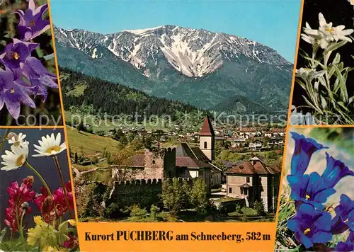 AK / Ansichtskarte Puchberg_Schneeberg Panorama Ruine Puchberg Alpenflora Puchberg Schneeberg