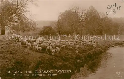 AK / Ansichtskarte Schafe Herde  