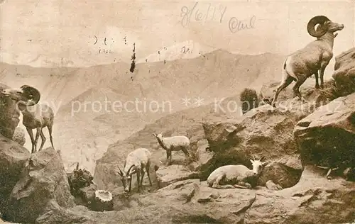 AK / Ansichtskarte Ziege Desert Mountain Sheep Group  