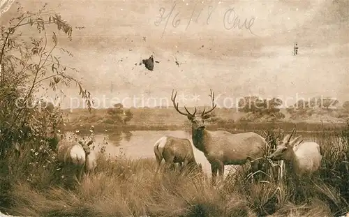AK / Ansichtskarte Elch San Joaquin Valley Elk Group  