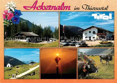 AK / Ansichtskarte Thiersee Alpengasthof Jausenstation Ackernalm Sennerei Morgenstimmung Almabtrieb Kuehe Alpenflora Thiersee