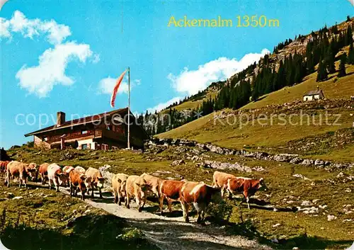 AK / Ansichtskarte Thiersee Jausenstation Ackernalm Almvieh Kuehe Kapelle Thiersee