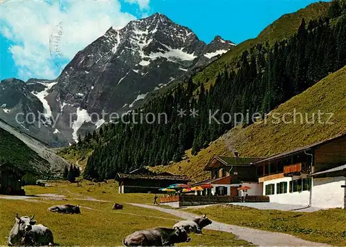 AK / Ansichtskarte Pinnisalm mit Habicht Pinnistal Stubaier Alpen Almvieh Kuehe 