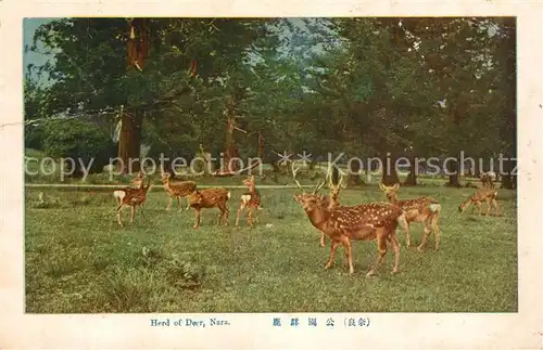 AK / Ansichtskarte Nara Herd of Deer Nara