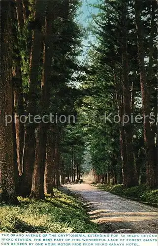 AK / Ansichtskarte Nikko Grand Avenue of the Cryptomeria Nikko