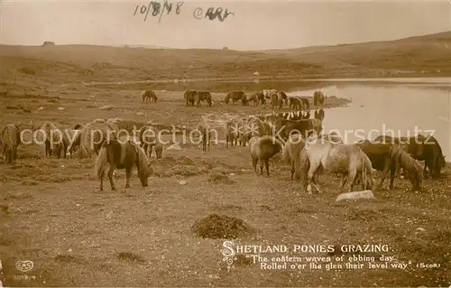 AK / Ansichtskarte Pferde Shetland Ponies  