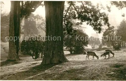 AK / Ansichtskarte Nikko Wild im Tempelpark Nikko