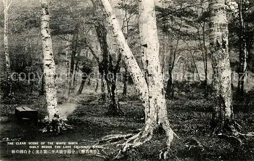 AK / Ansichtskarte Nikko White Birch Dimly beside Lake Chuzenji Birkenwald Natur Nikko