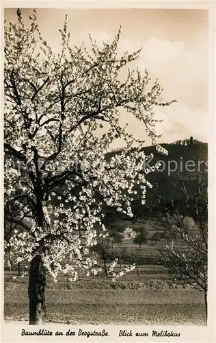 AK / Ansichtskarte Weinheim_Bergstrasse Baumbluete mit Melibokus Weinheim_Bergstrasse