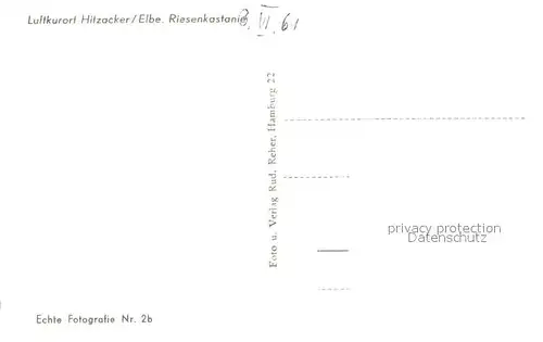 AK / Ansichtskarte Hitzacker_Elbe Riesenkastanie Hitzacker Elbe