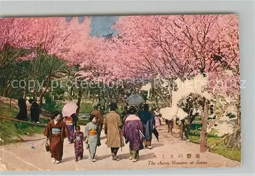 AK / Ansichtskarte Suma_Japan The cherry blossoms Kirschbluete Suma_Japan