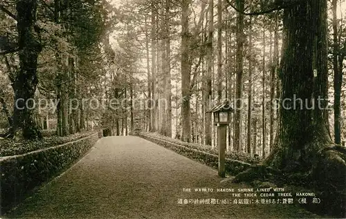 AK / Ansichtskarte Hakone Way to Hakone Shrine thick cedar trees Hakone