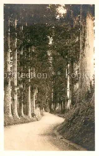 AK / Ansichtskarte Hakone Wald Landschaft Hakone