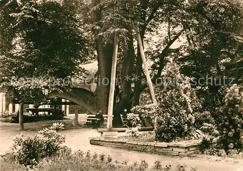 AK / Ansichtskarte Annaberg Buchholz_Erzgebirge Auferstehungslinde Annaberg Buchholz