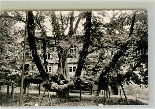 AK / Ansichtskarte Hitzacker_Elbe Riesenkastanie Hitzacker Elbe