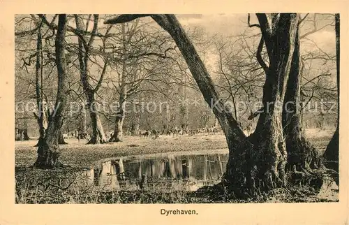 AK / Ansichtskarte Dyrehaven Park Dyrehaven