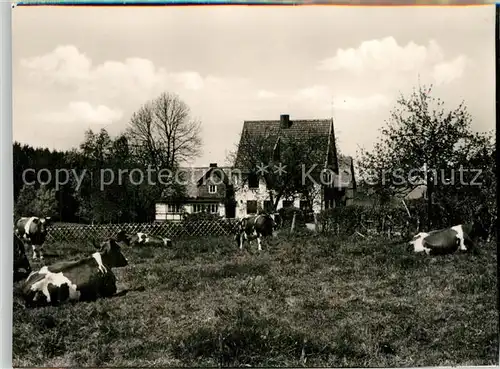 AK / Ansichtskarte Didoll Gasthof Pension Didoll Viehweide Kuehe Didoll