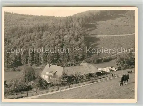 AK / Ansichtskarte Diedenshausen_Wittgenstein Haus zum schoensten Wiesengrunde Pferdekoppel Diedenshausen