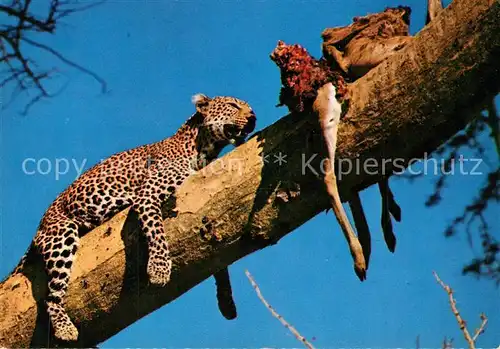 AK / Ansichtskarte Tiere Leopard  