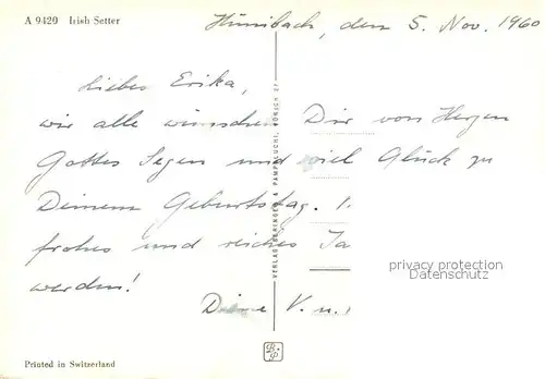 AK / Ansichtskarte Hunde Irish Setter  