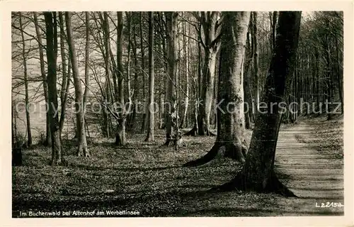 AK / Ansichtskarte Altenhof_Werbellinsee Im Buchenwald Altenhof Werbellinsee